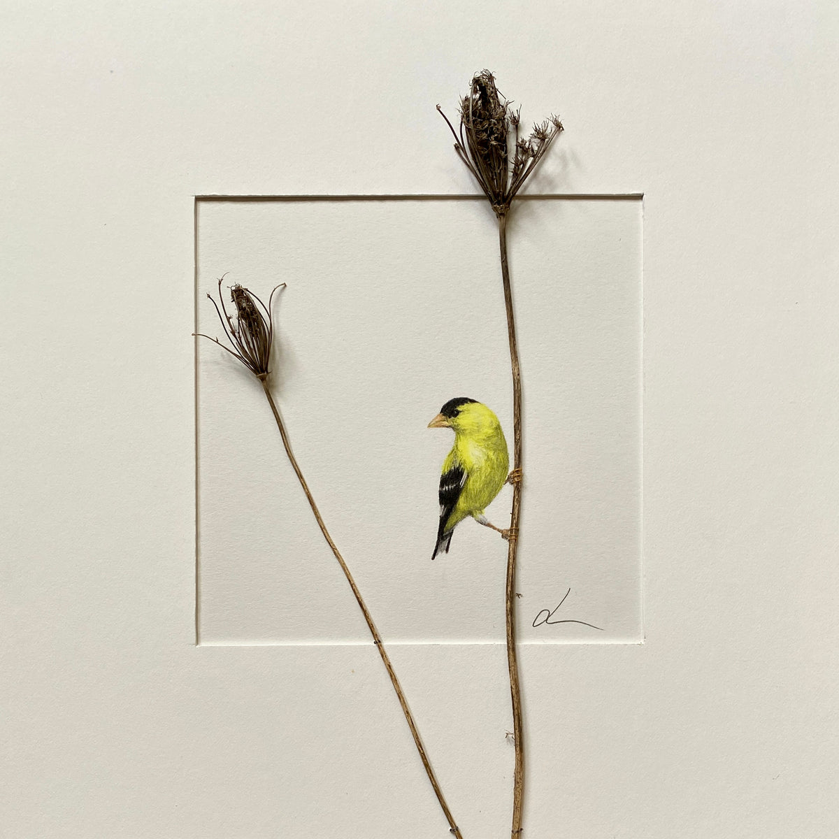 Jackie Scott - American Goldfinch
