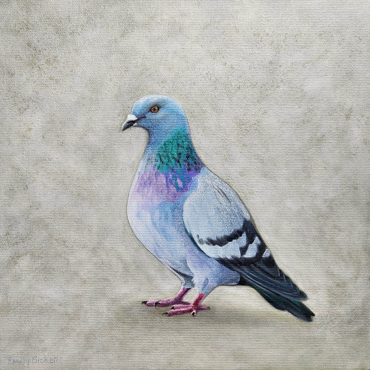 Emily Bickell - Rock Pigeon 11