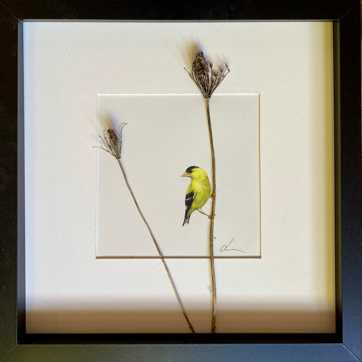 Jackie Scott - American Goldfinch