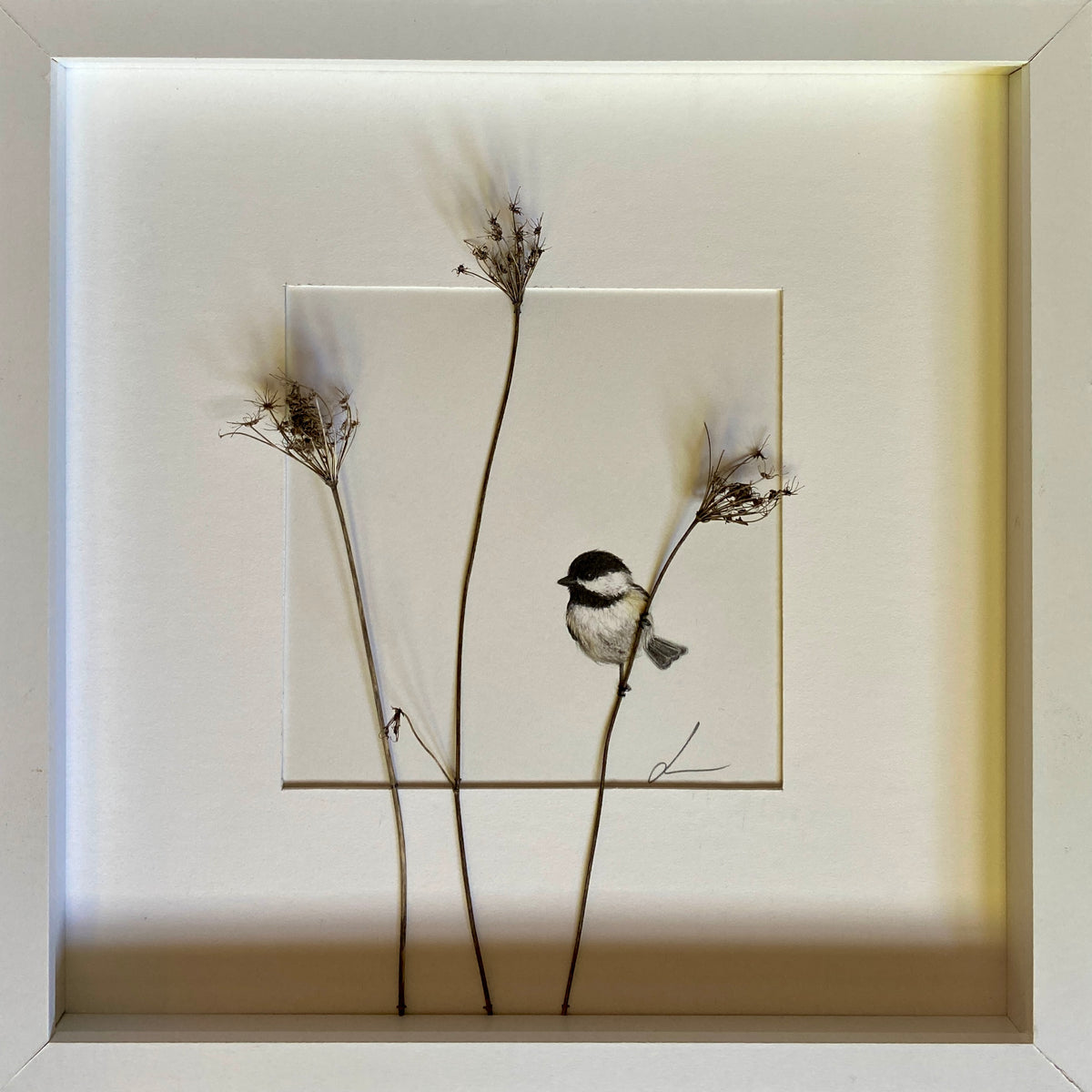 Jackie Scott - Black-capped Chickadee