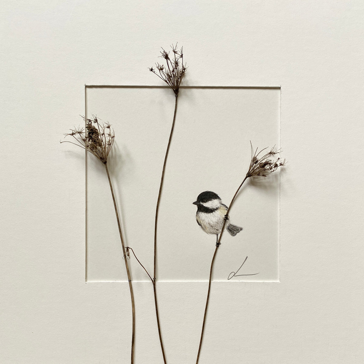 Jackie Scott - Black-capped Chickadee