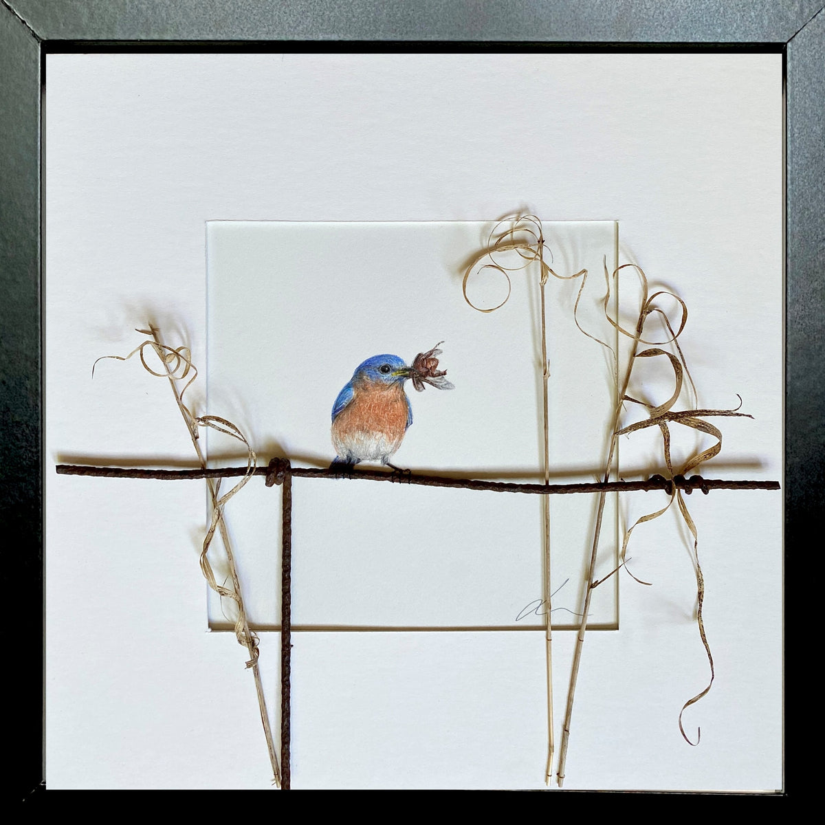 Jackie Scott - Eastern Bluebird