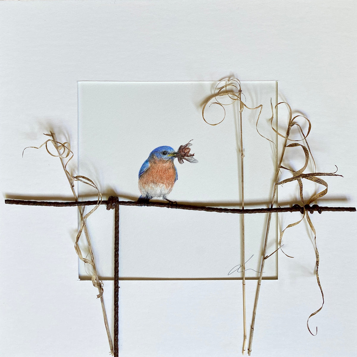 Jackie Scott - Eastern Bluebird
