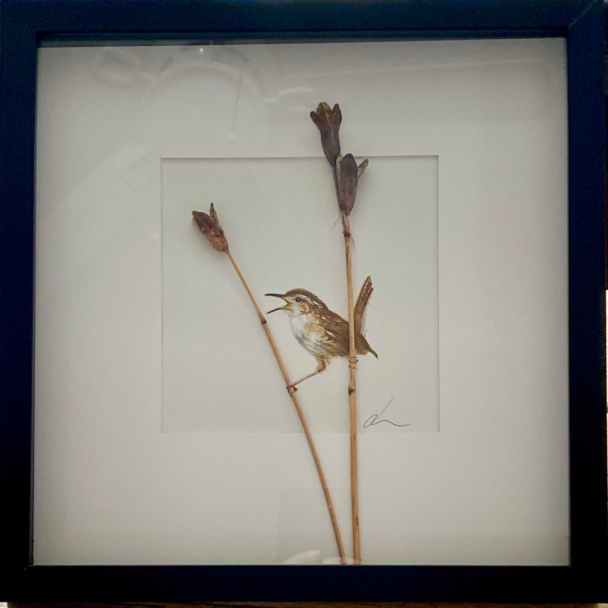 Jackie Scott - Marsh Wren