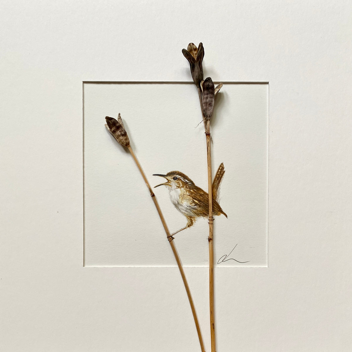 Jackie Scott - Marsh Wren
