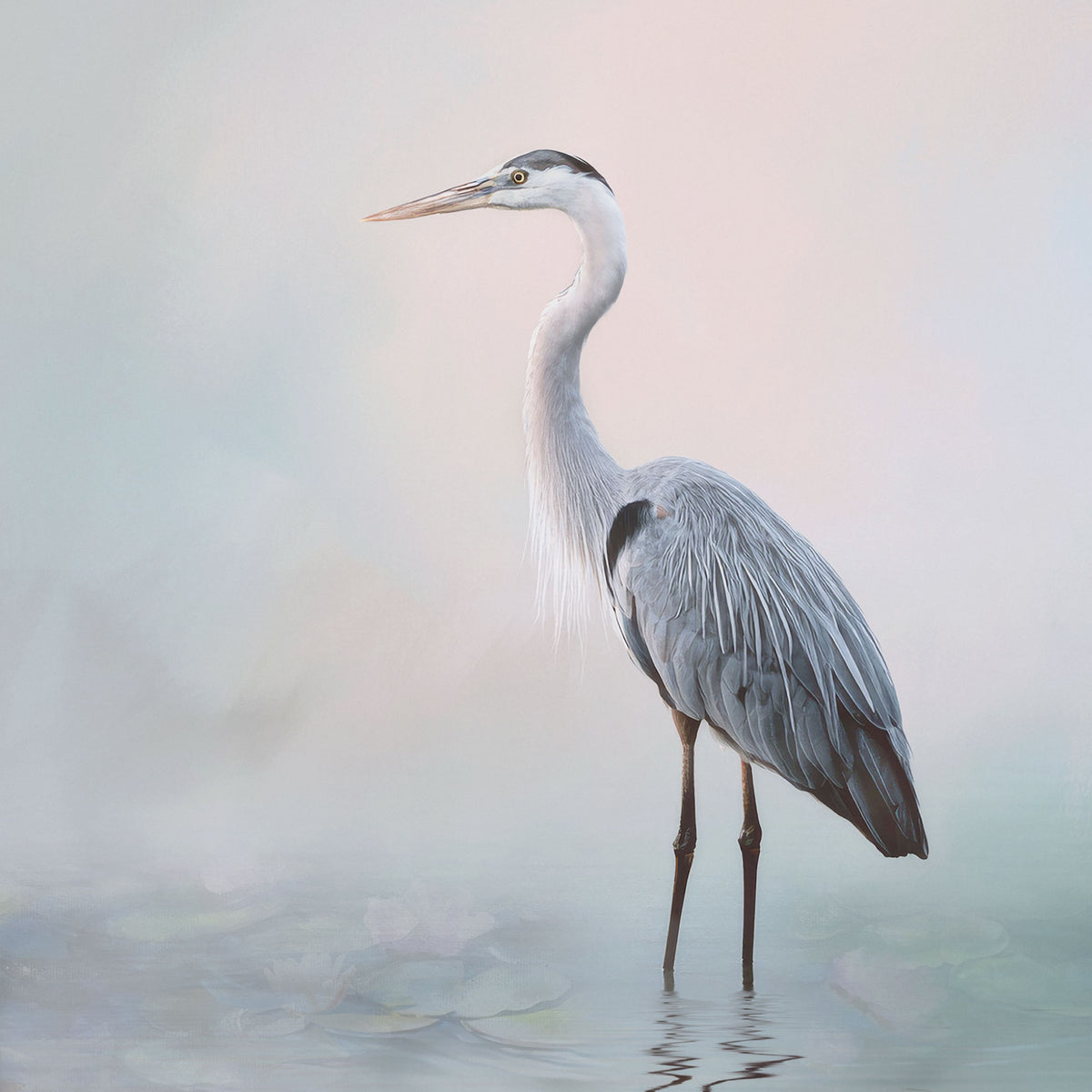 Susanna Walters - The Art of Stillness
